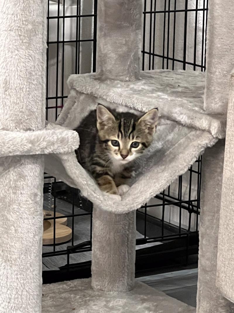 Peter, a Adoptable Domestic Short Hair in Kennewick, WA image 2/5