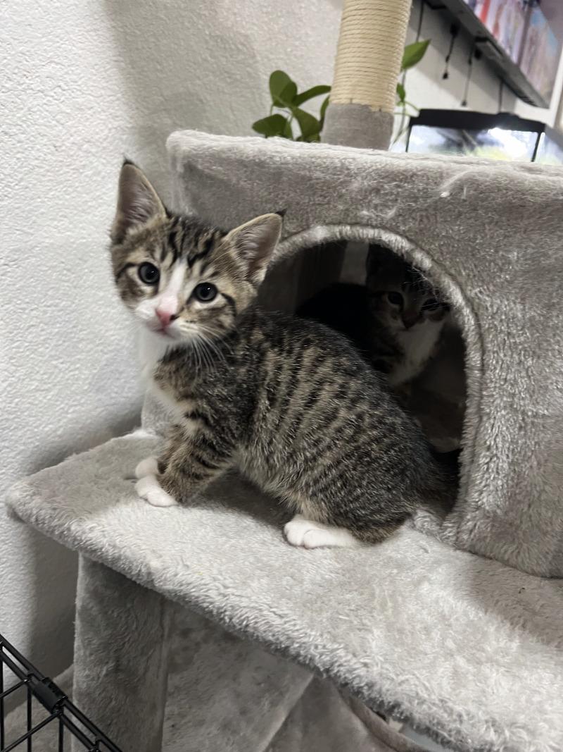 Peter, a Adoptable Domestic Short Hair in Kennewick, WA image 4/5