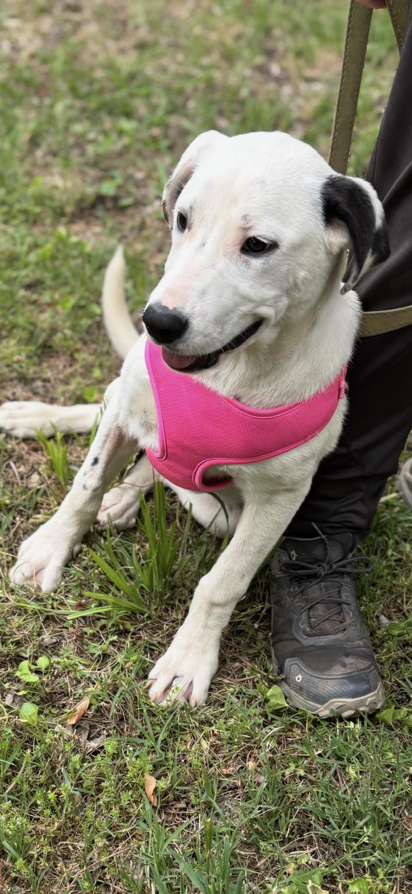 BAYLEE, a ADOPTABLE mixed breed in Chicopee, MA image 3/4