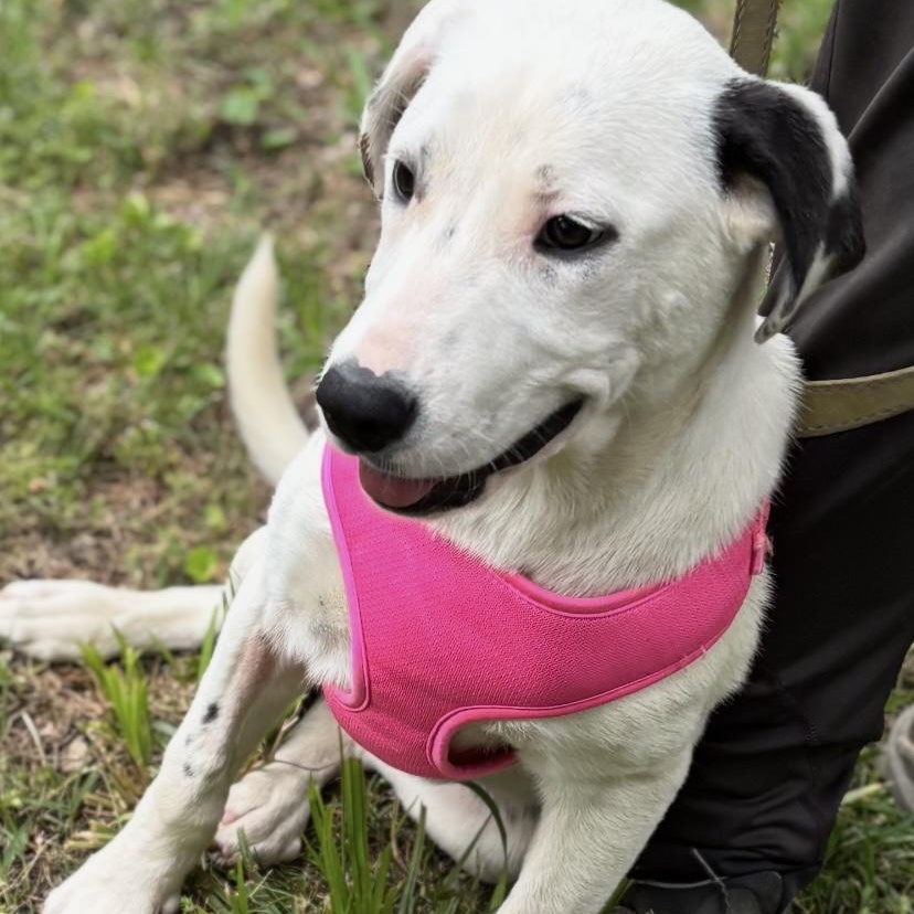 BAYLEE, a ADOPTABLE mixed breed in Chicopee, MA image 4/6