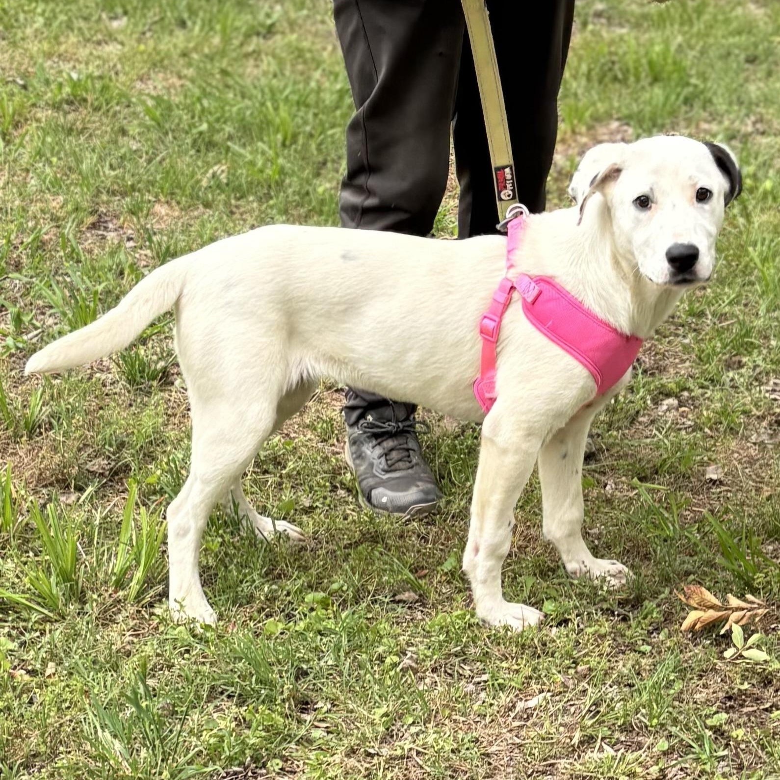 BAYLEE, ADOPTABLE, Young Female Labrador Retriever.