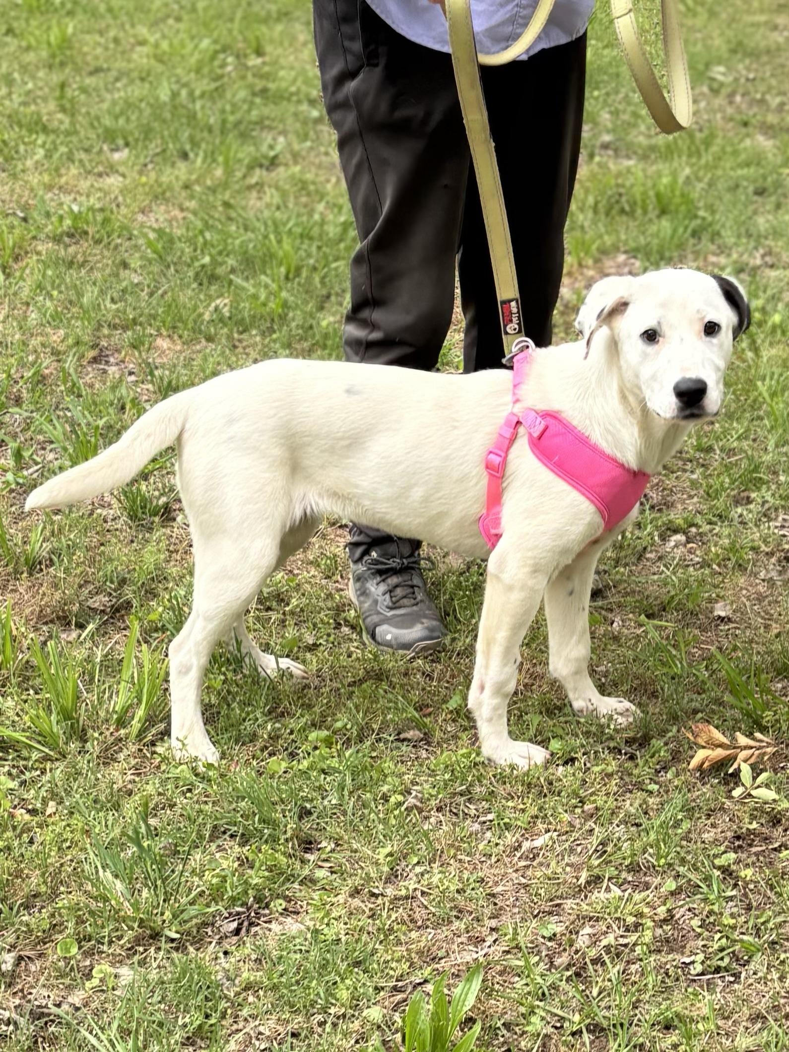 BAYLEE, a ADOPTABLE mixed breed in Chicopee, MA image 2/4