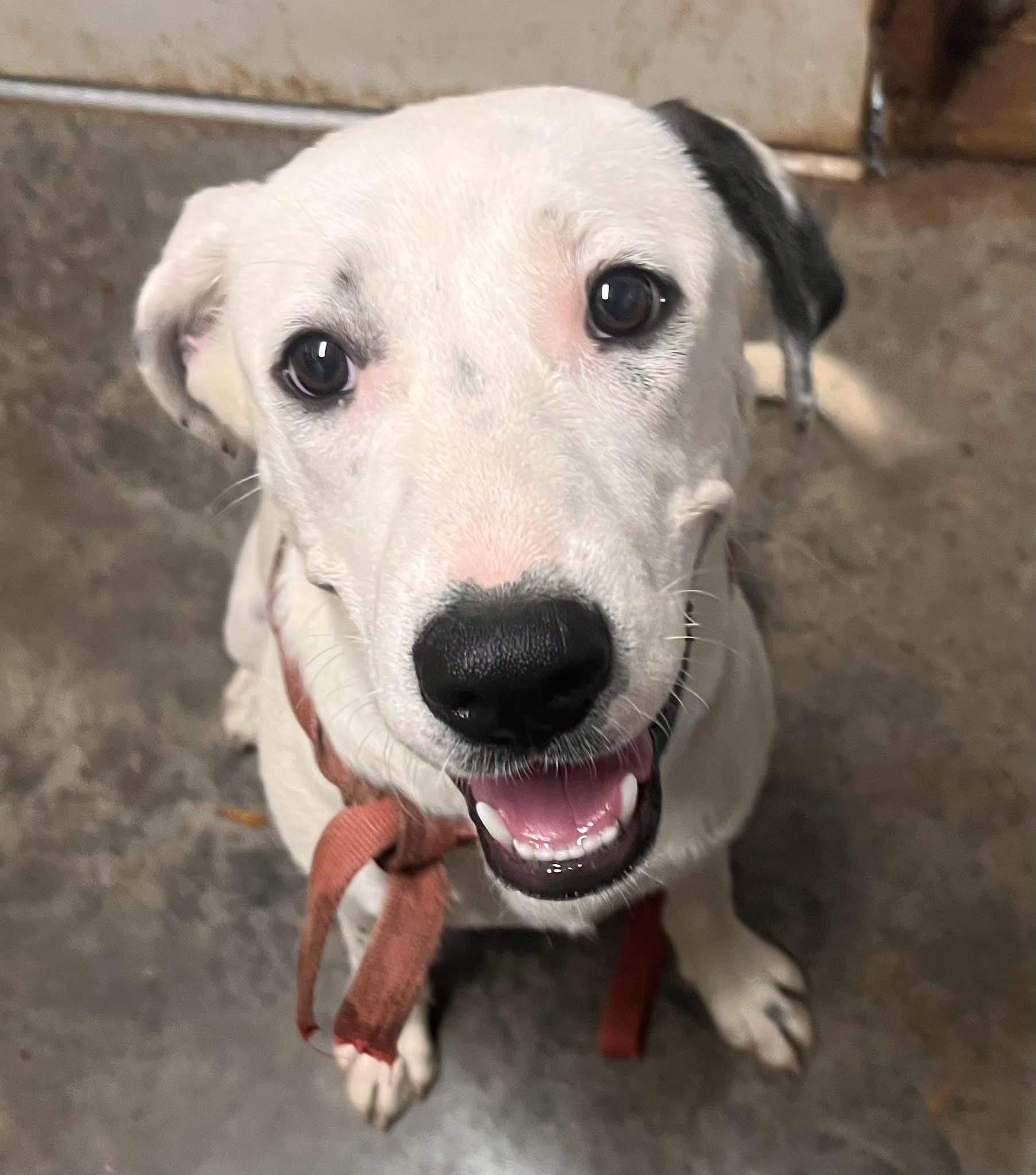 BAYLEE, a ADOPTABLE mixed breed in Chicopee, MA image 6/6