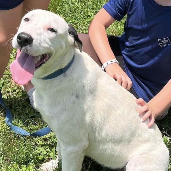 BAYLEE, a ADOPTABLE mixed breed in Chicopee, MA image 5/6