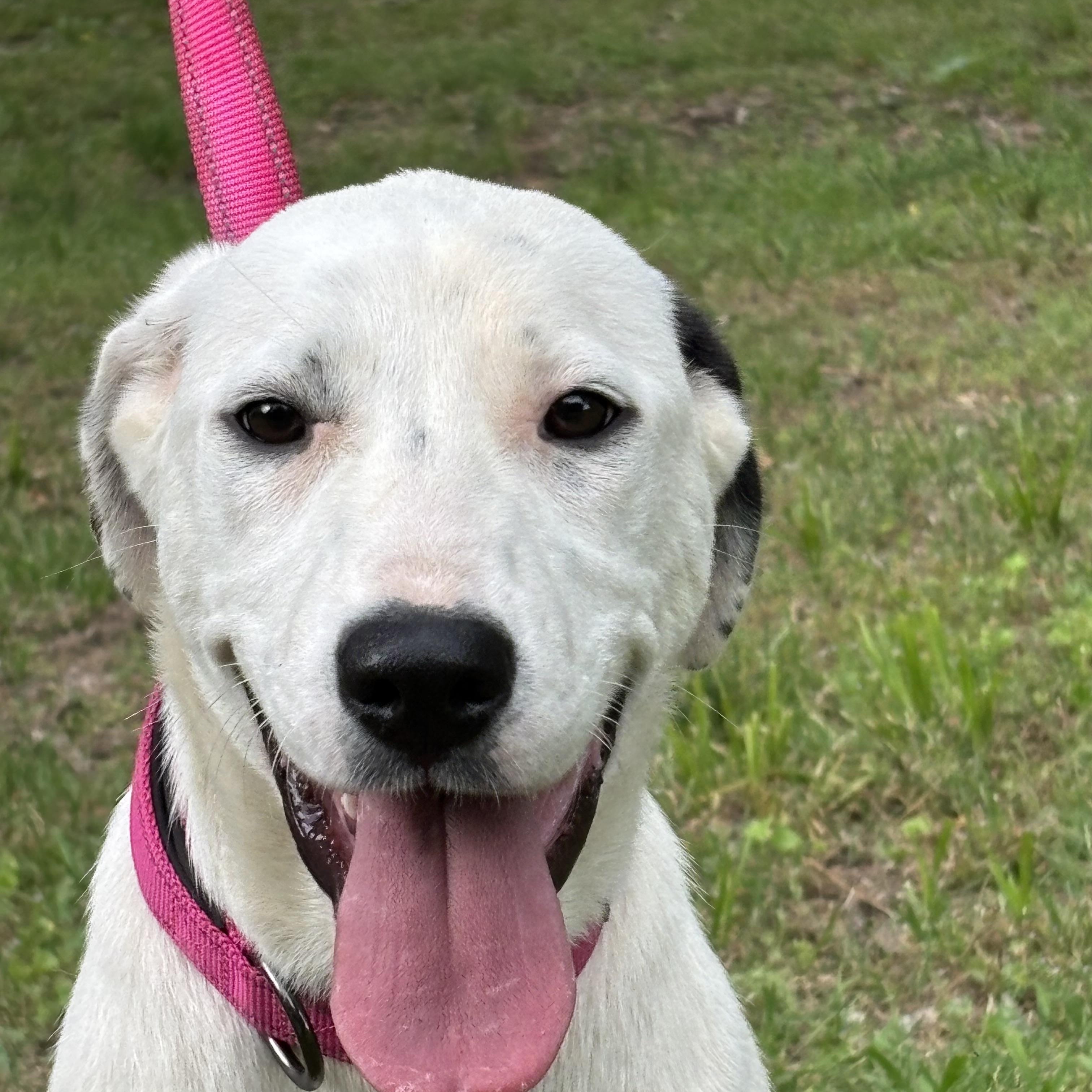 BAYLEE, a ADOPTABLE mixed breed in Chicopee, MA image 4/4