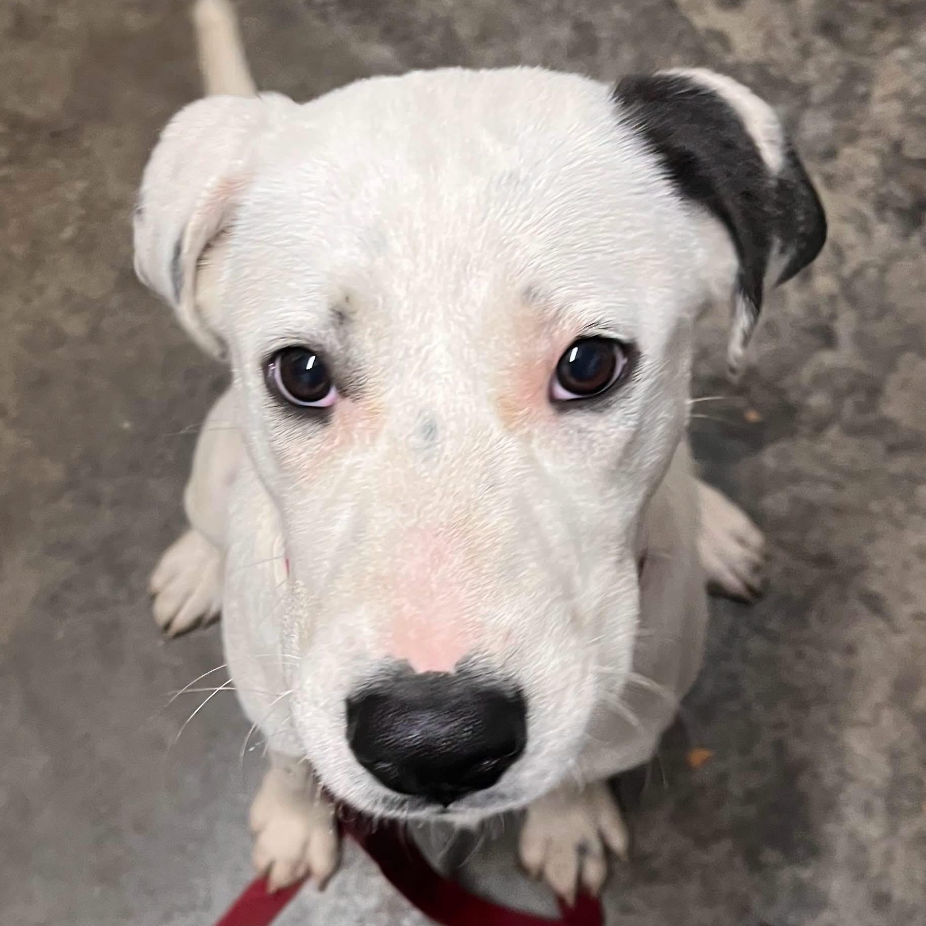 BAYLEE, a ADOPTABLE mixed breed in Chicopee, MA image 3/6