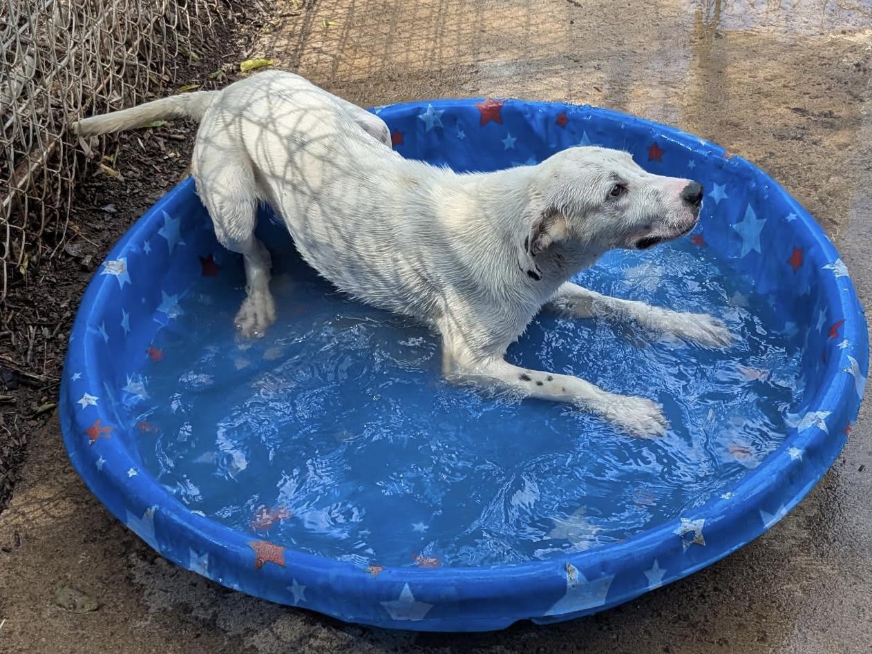 BAYLEE, ADOPTABLE, Young Female Labrador Retriever.