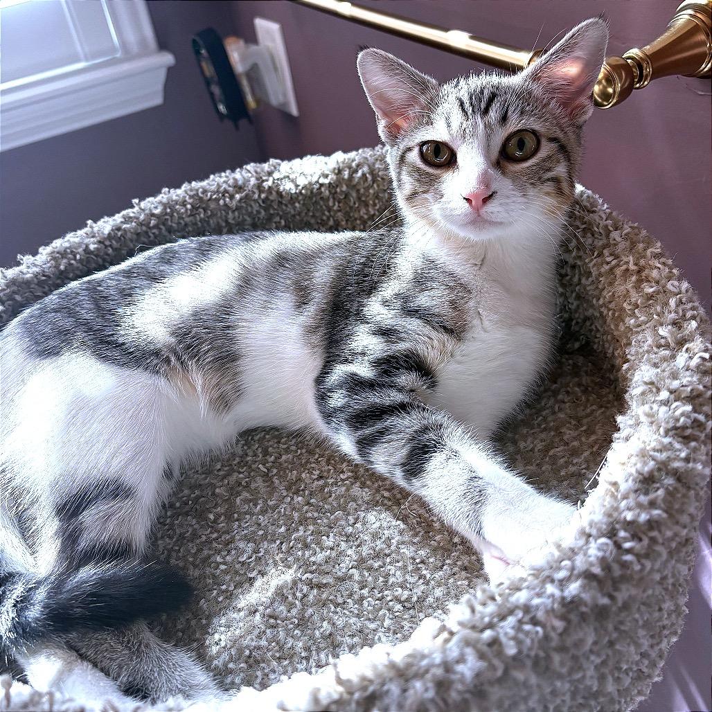 Enlarge Mimi, a Adoptable Domestic Short Hair in Flower Mound, TX image 1/4