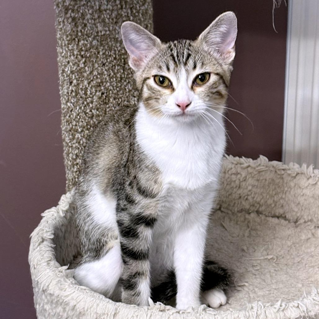 Enlarge Mimi, a Adoptable Domestic Short Hair in Flower Mound, TX image 2/4