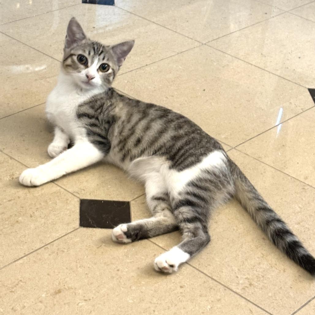 Enlarge Mimi, a Adoptable Domestic Short Hair in Flower Mound, TX image 3/4