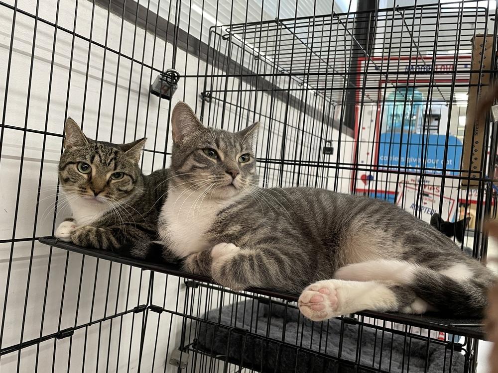 Thelma, Adoptable, Kitten Female Domestic Short Hair.