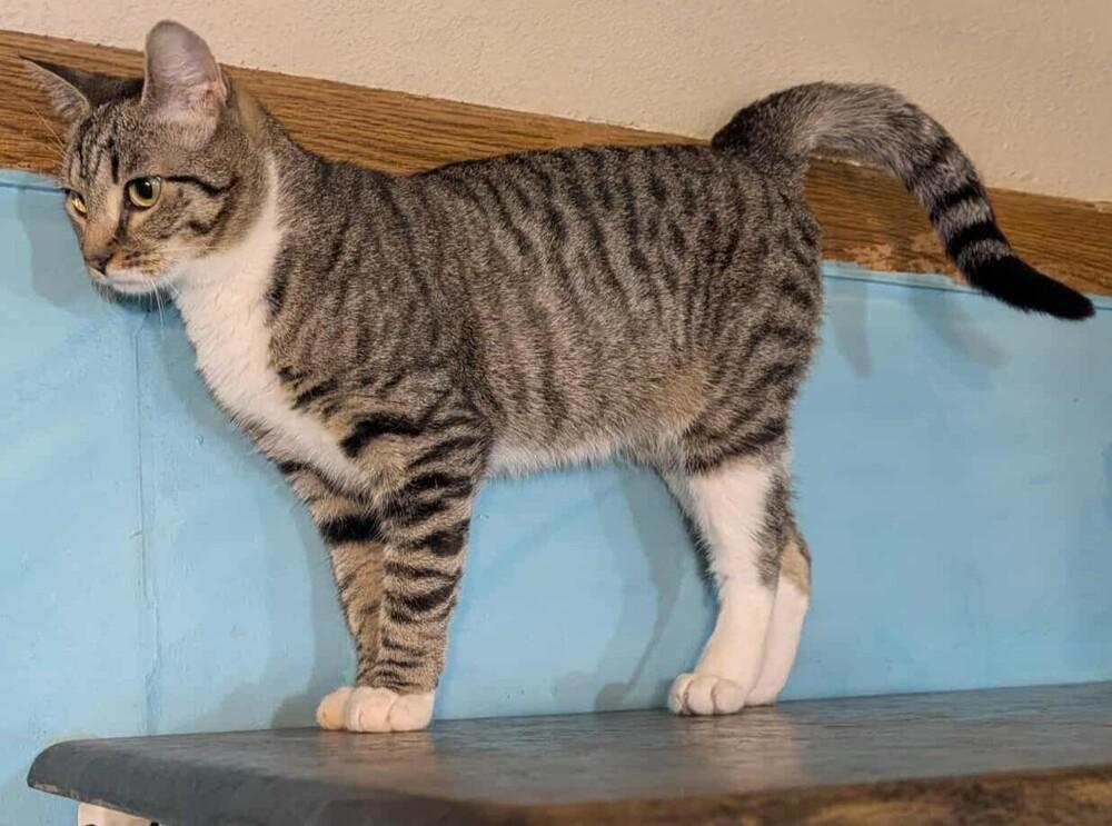 Enlarge Thelma, a Adoptable mixed breed in Olyphant, PA image 2/6