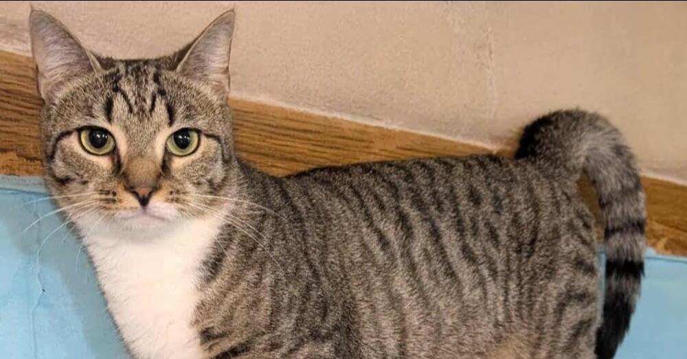 Enlarge Thelma, a Adoptable mixed breed in Olyphant, PA image 3/6