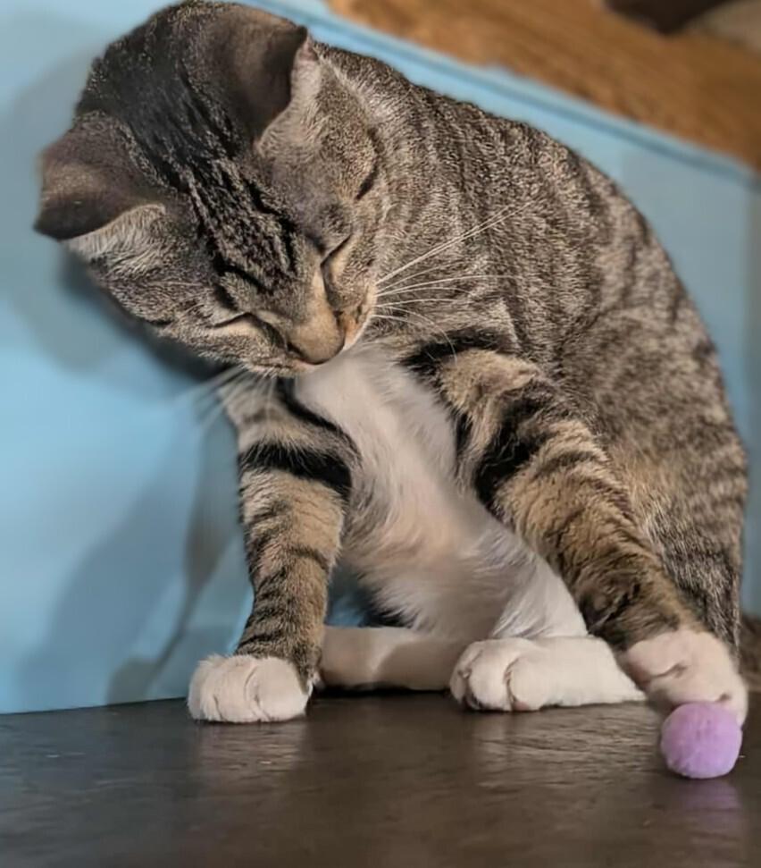 Enlarge Thelma, a Adoptable mixed breed in Olyphant, PA image 4/6