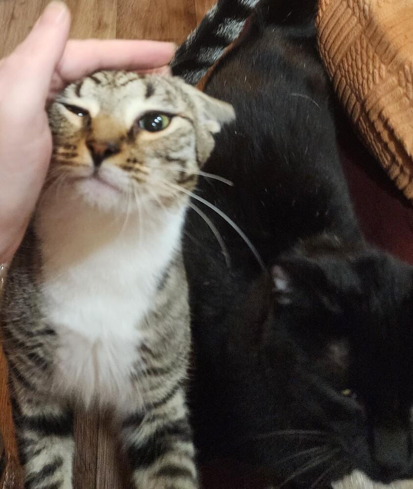 Enlarge Thelma, a Adoptable mixed breed in Olyphant, PA image 5/6