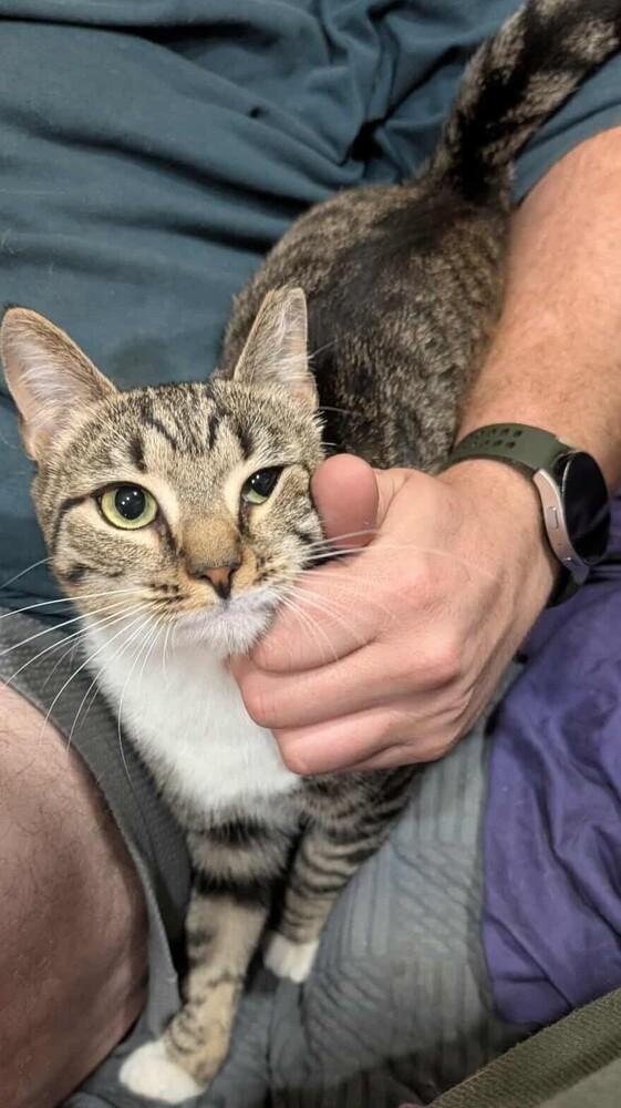 Enlarge Thelma, a Adoptable mixed breed in Olyphant, PA image 6/6