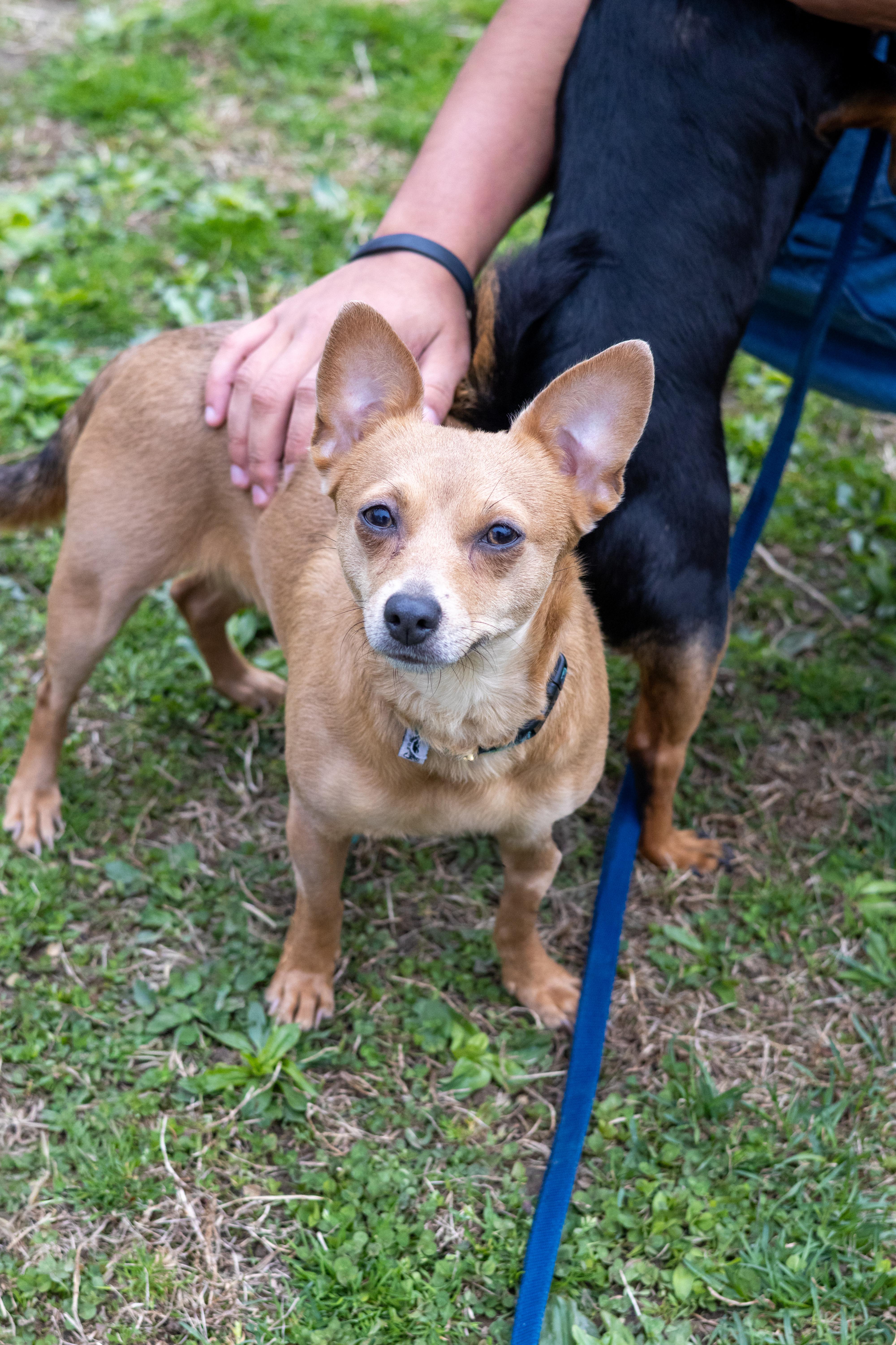 Star (bonded with Luna), Adoptable, Adult Female Chihuahua.