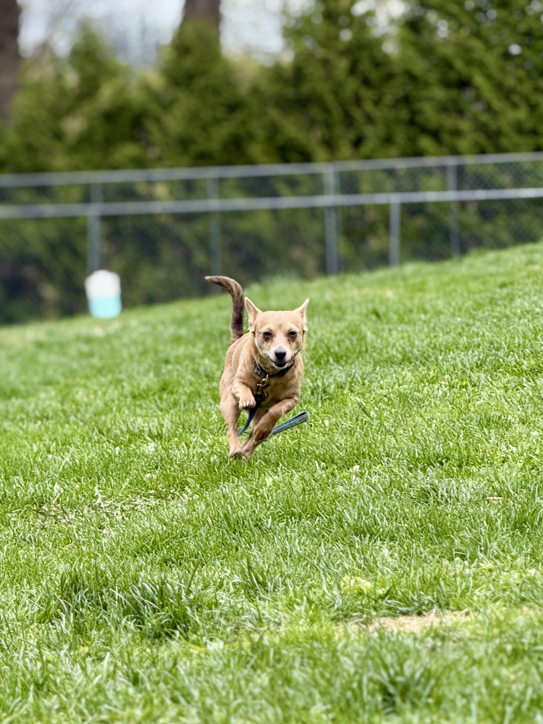 Star (bonded with Luna), a Adoptable mixed breed in Terryville, CT image 2/5