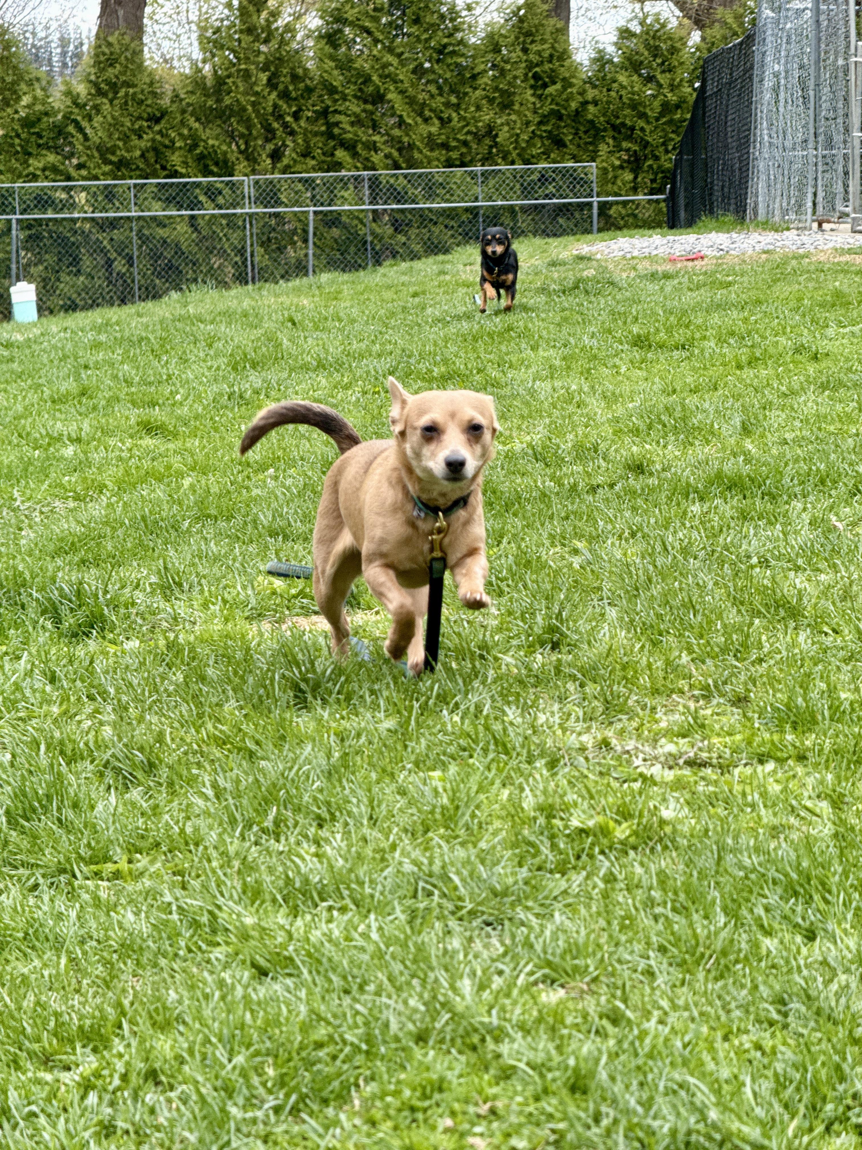 Star (bonded with Luna), a Adoptable mixed breed in Terryville, CT image 4/5