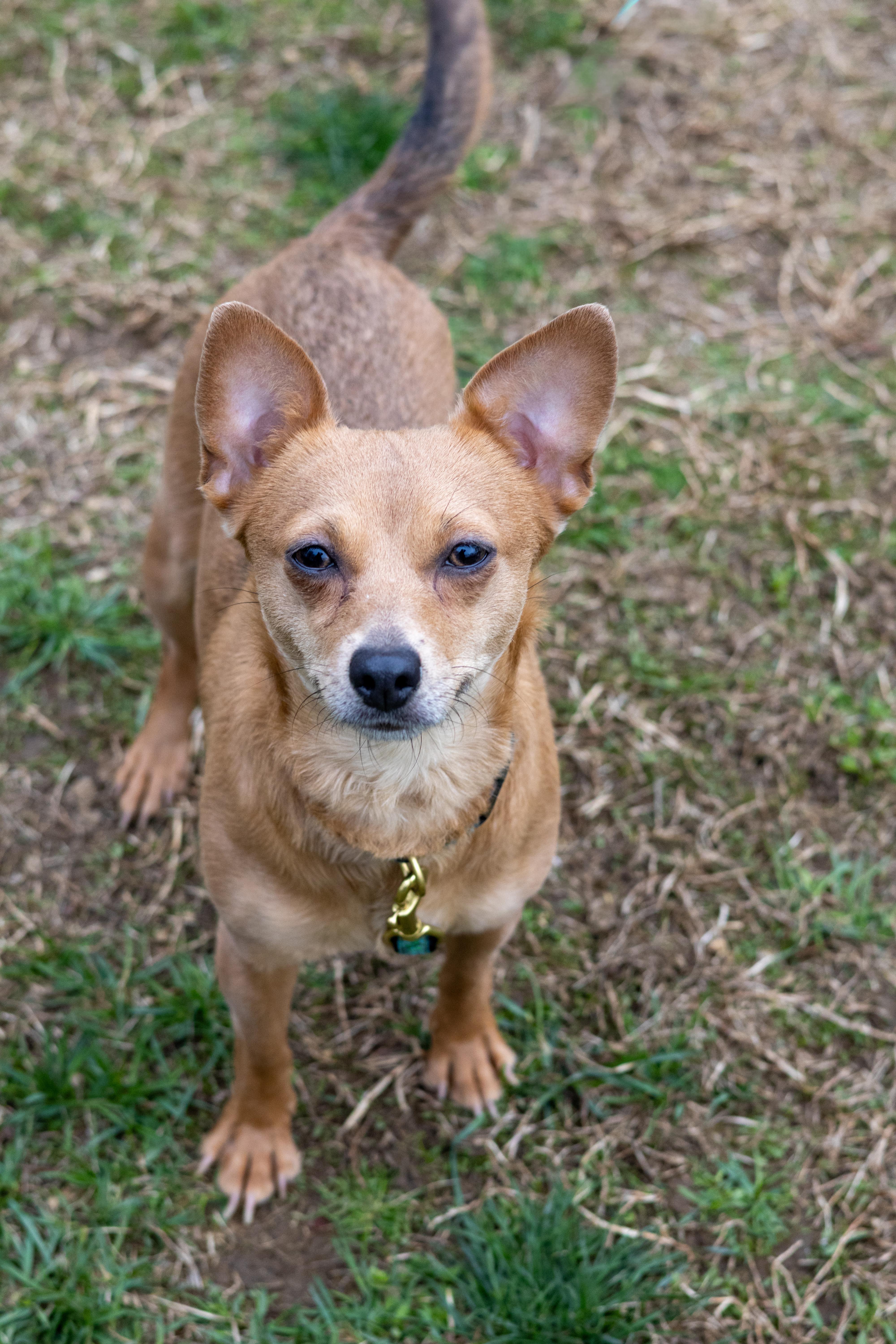 Star (bonded with Luna), a Adoptable mixed breed in Terryville, CT image 5/5