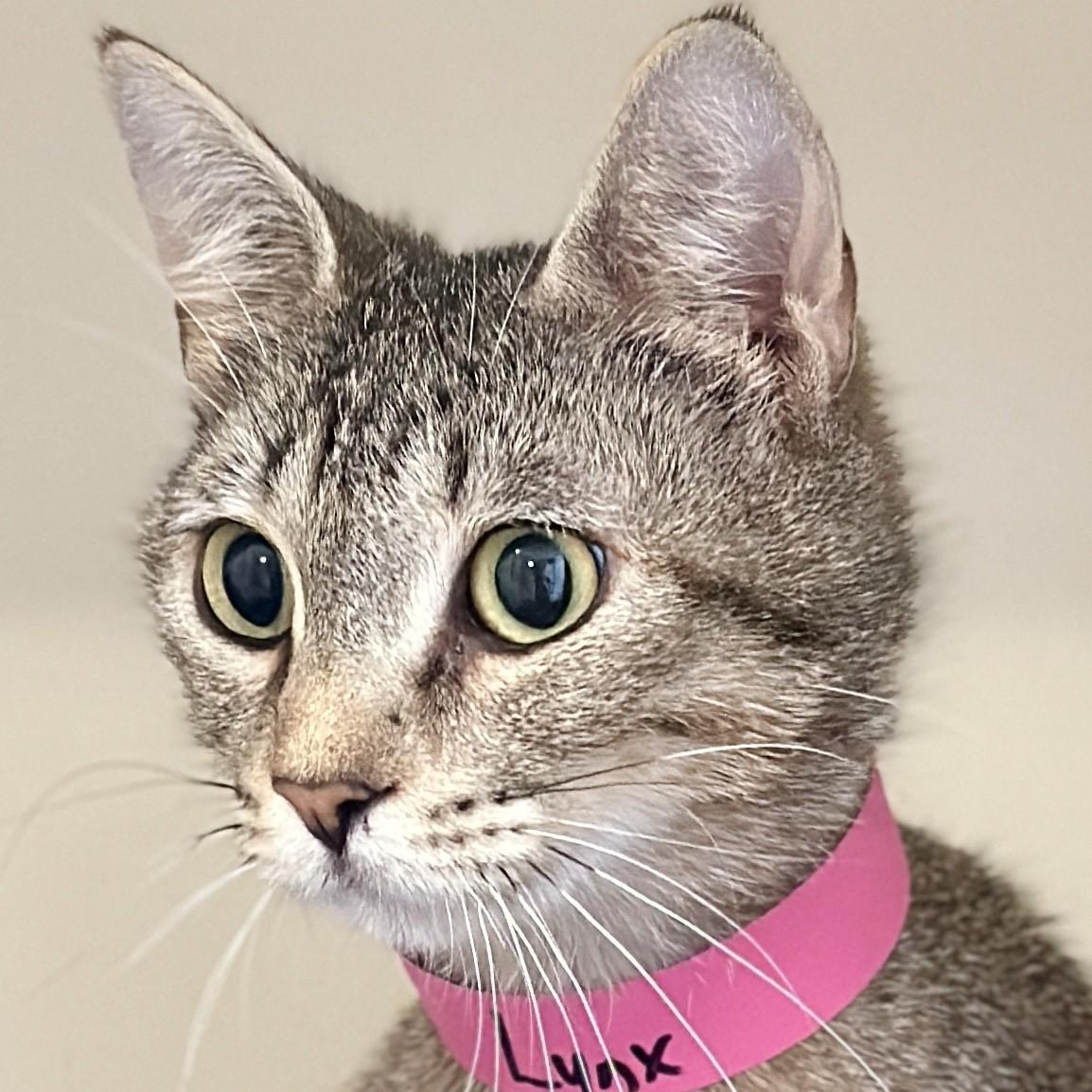 Enlarge Lynx, a Adoptable American Bobtail in Victor, NY image 3/6