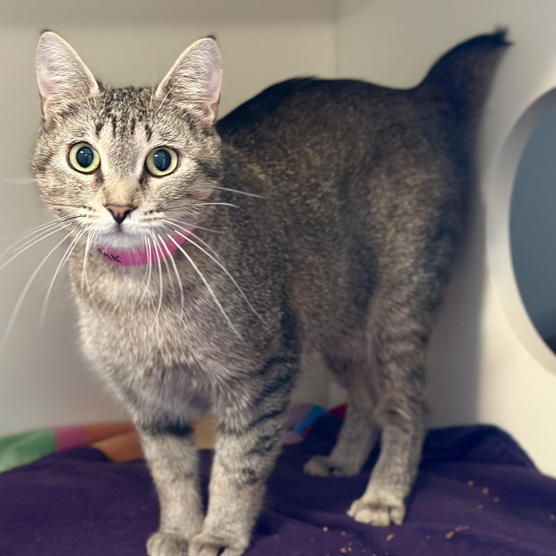 Enlarge Lynx, a Adoptable American Bobtail in Victor, NY image 4/6