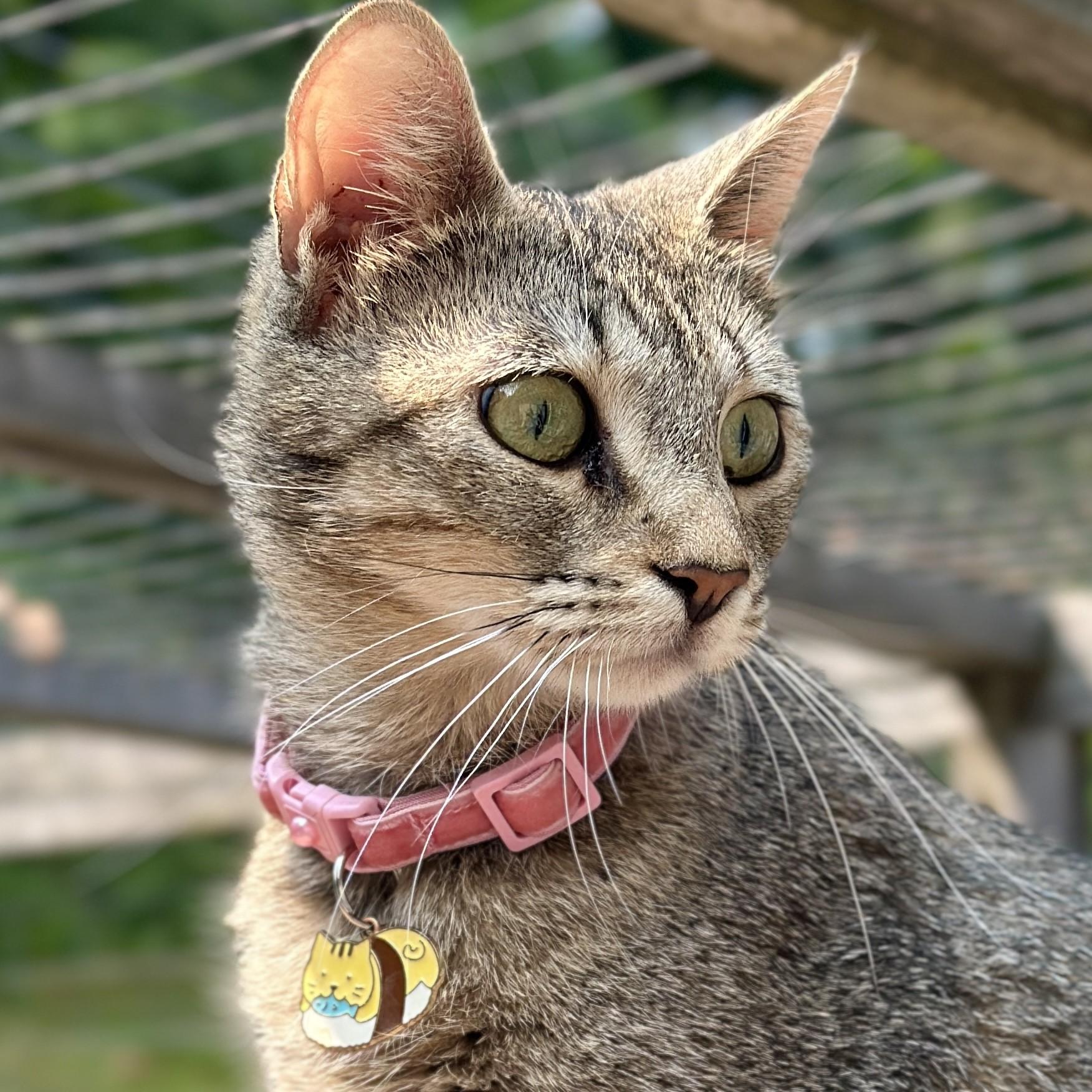 Enlarge Lynx, a Adoptable American Bobtail in Victor, NY image 2/6