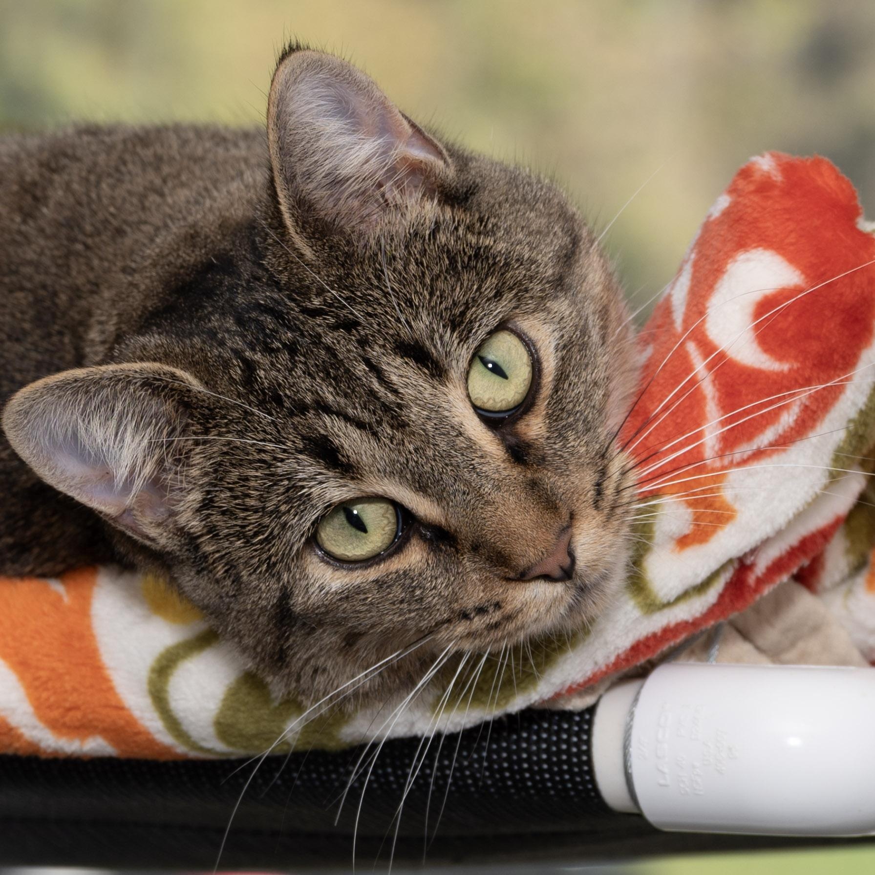 Enlarge Lynx, a Adoptable American Bobtail in Victor, NY image 1/6
