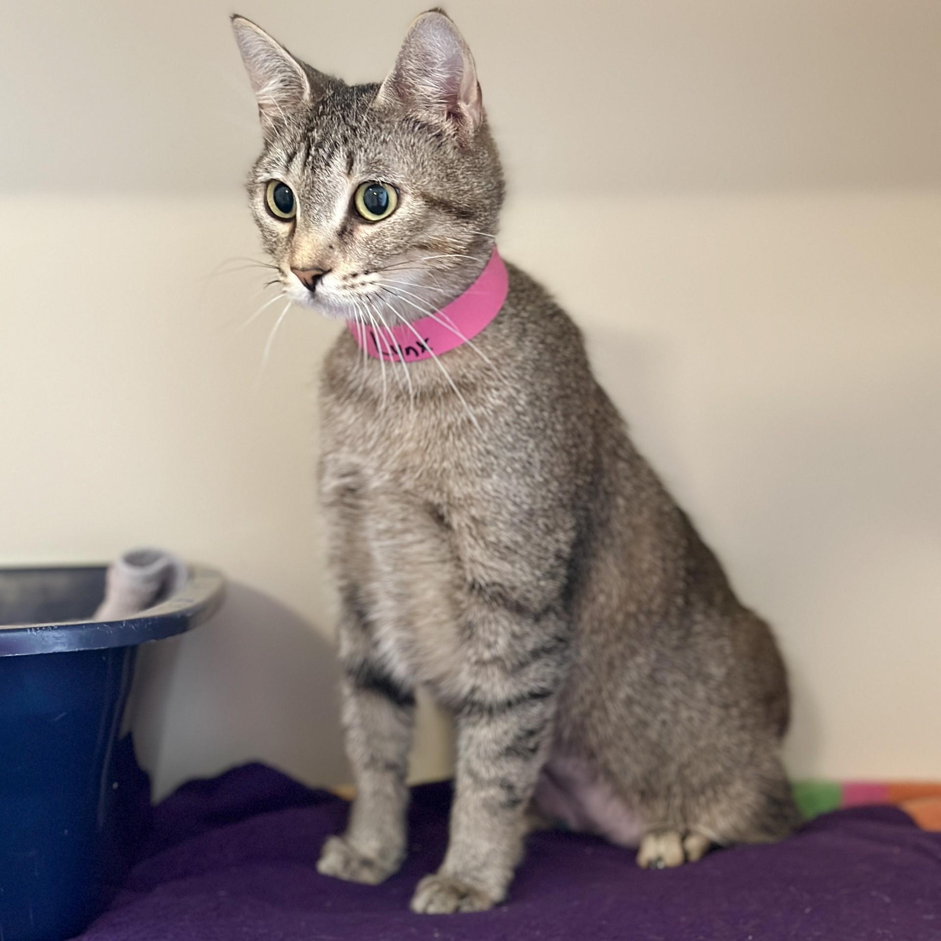 Enlarge Lynx, a Adoptable American Bobtail in Victor, NY image 5/6