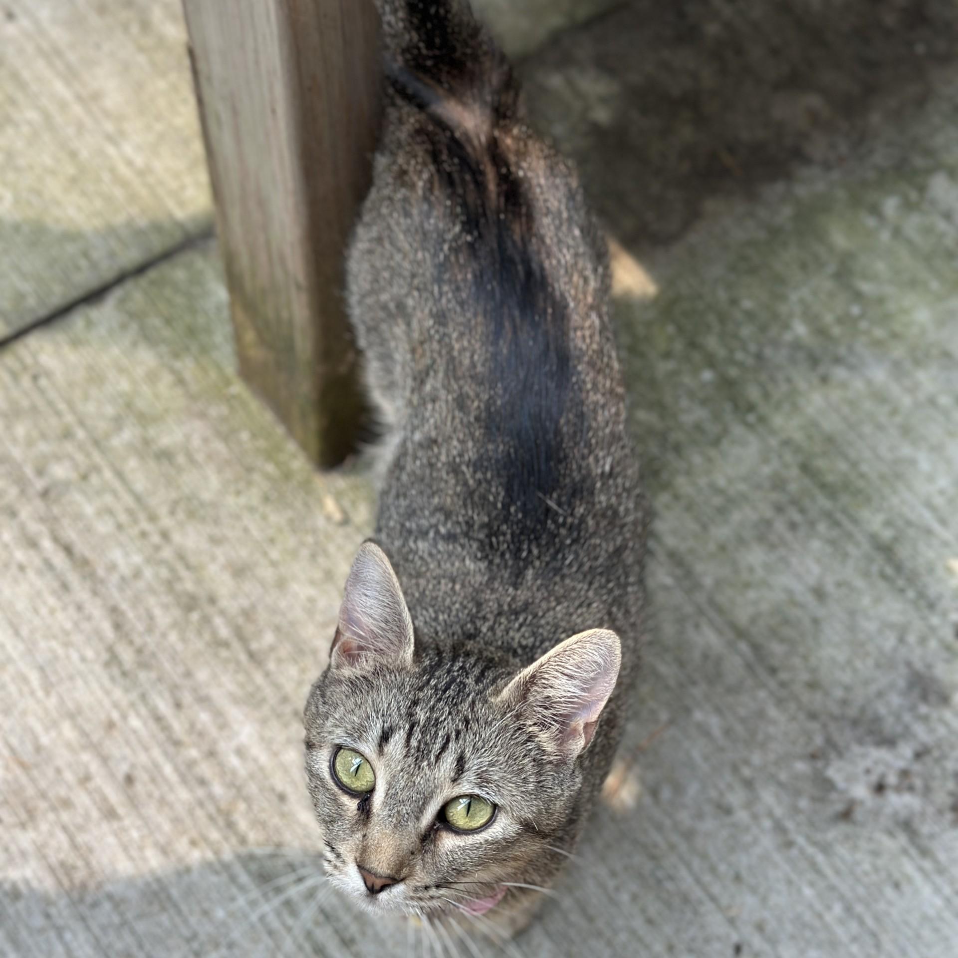 Enlarge Lynx, a Adoptable American Bobtail in Victor, NY image 6/6