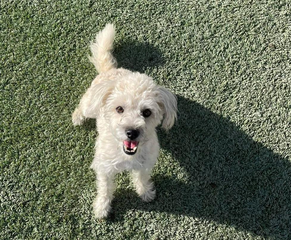 Happy Feet In Tx thumbnail 3