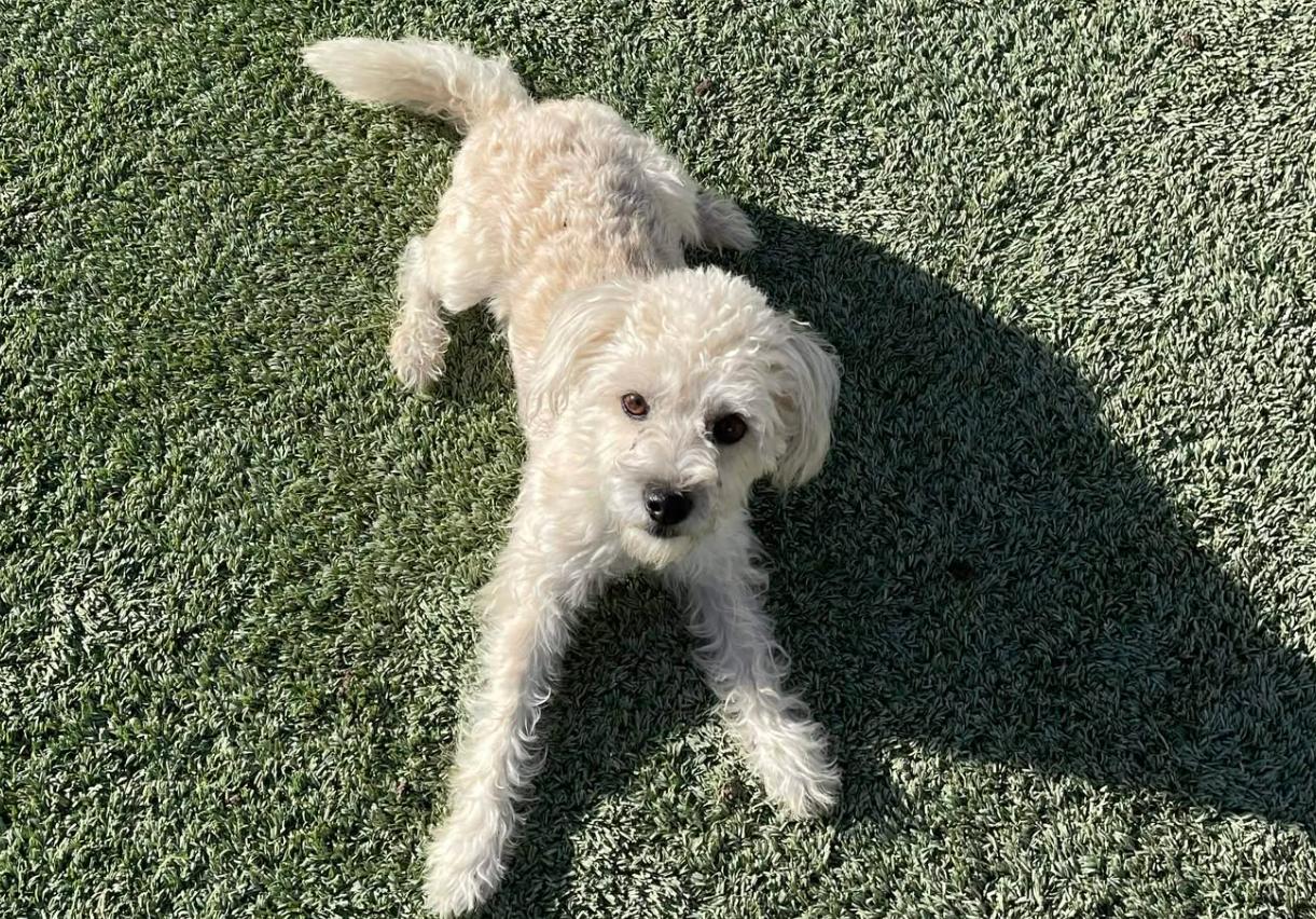 Happy Feet In Tx thumbnail 4