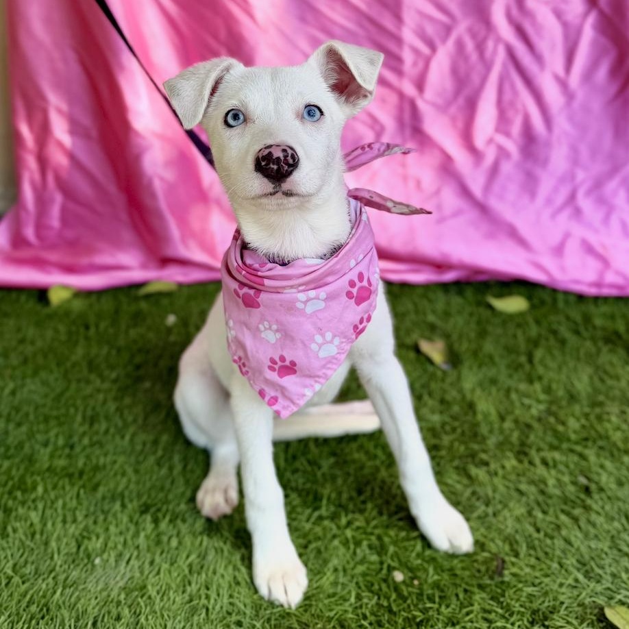 Enlarge FLOWER, a ADOPTABLE mixed breed in Rowland Heights, CA image 4/6