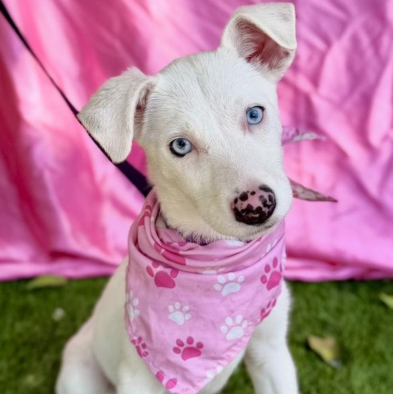 FLOWER, ADOPTABLE, Puppy Female Terrier.