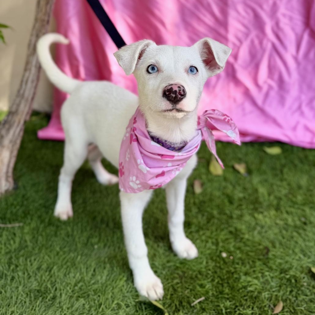 Enlarge FLOWER, a ADOPTABLE mixed breed in Rowland Heights, CA image 5/6