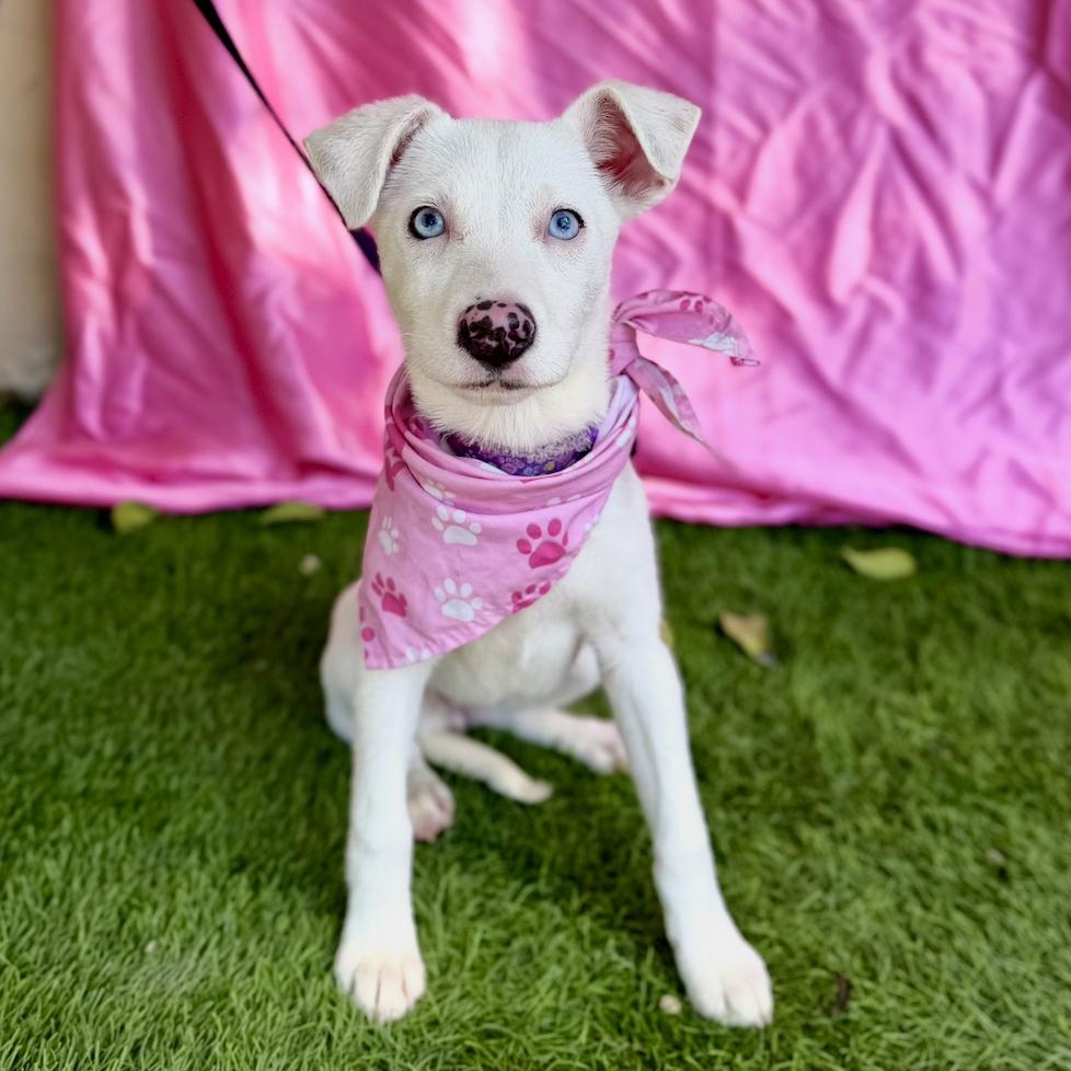 Enlarge FLOWER, a ADOPTABLE mixed breed in Rowland Heights, CA image 6/6