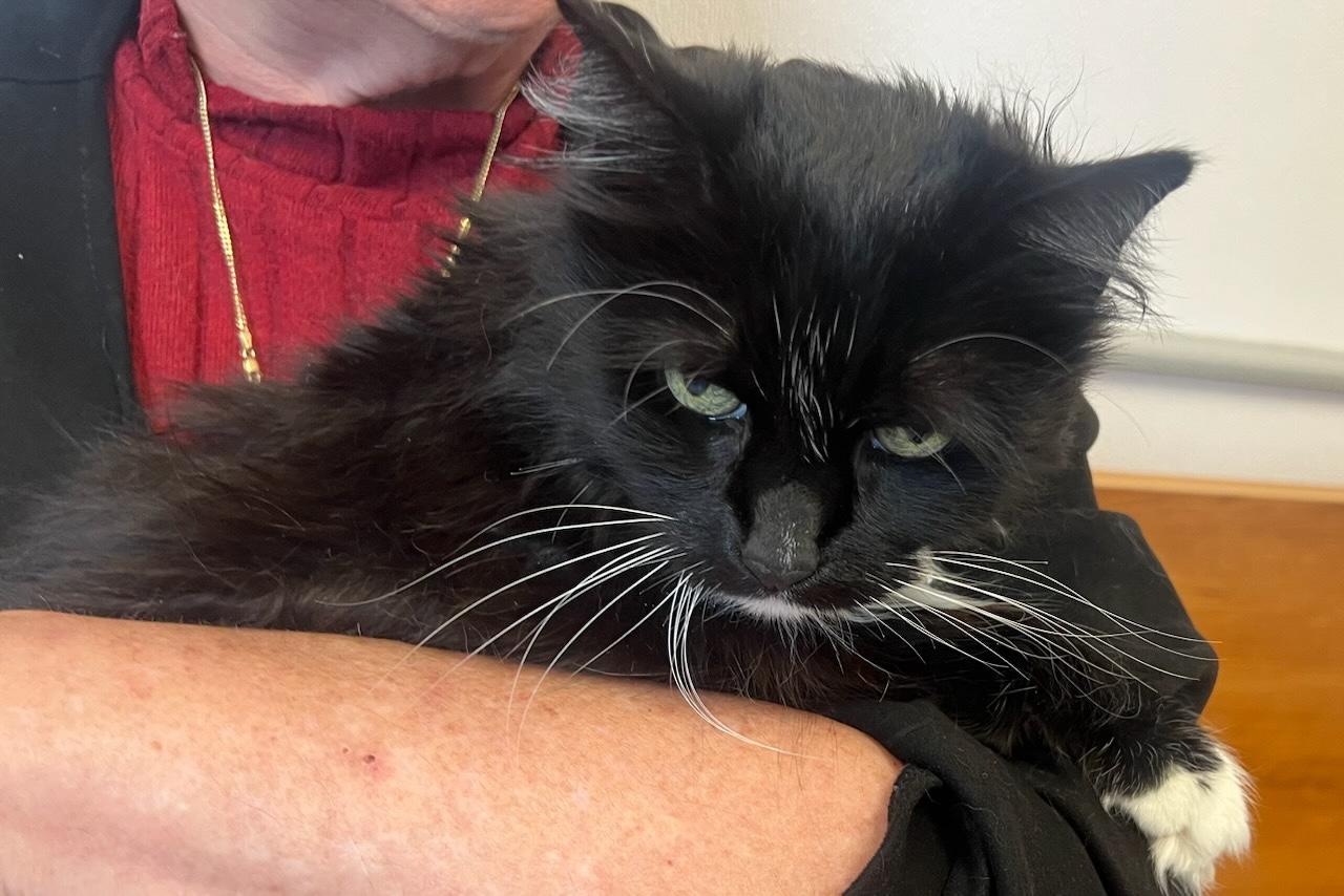 Delilah, Senior Female Domestic Long Hair