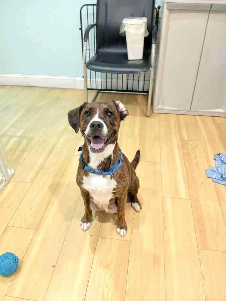 Enlarge Sunkist, a Adoptable mixed breed in Seminole, FL image 1/5