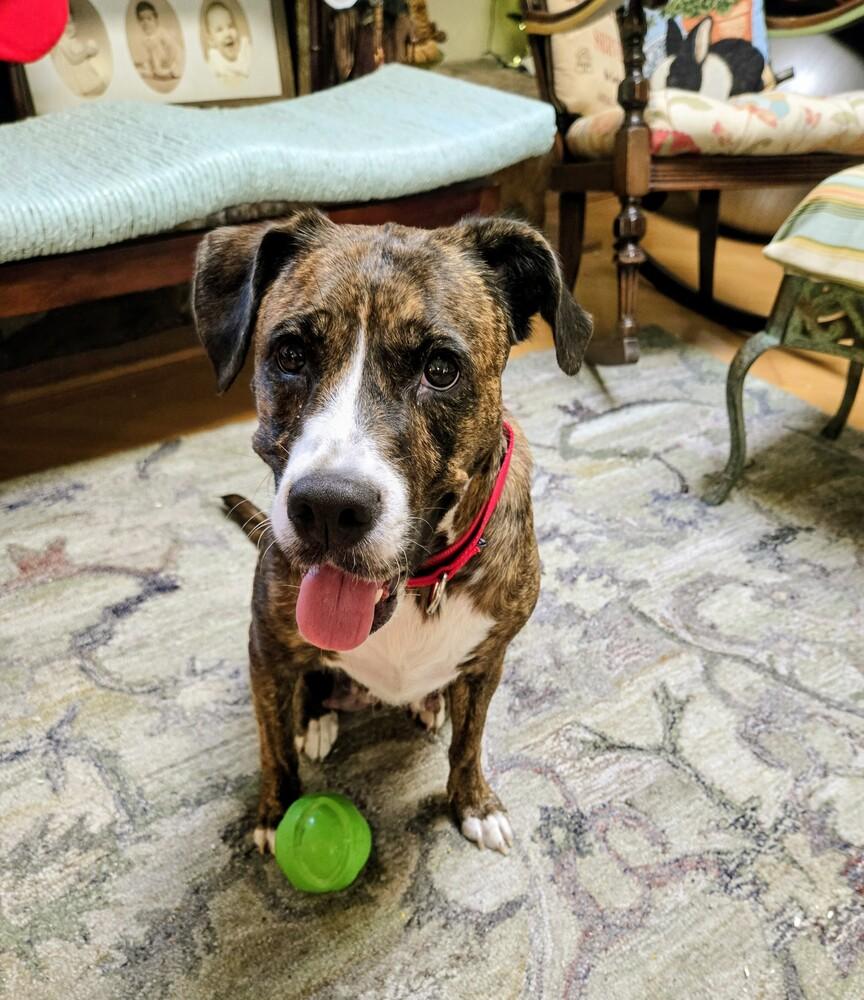 Enlarge Sunkist, a Adoptable mixed breed in Seminole, FL image 2/5