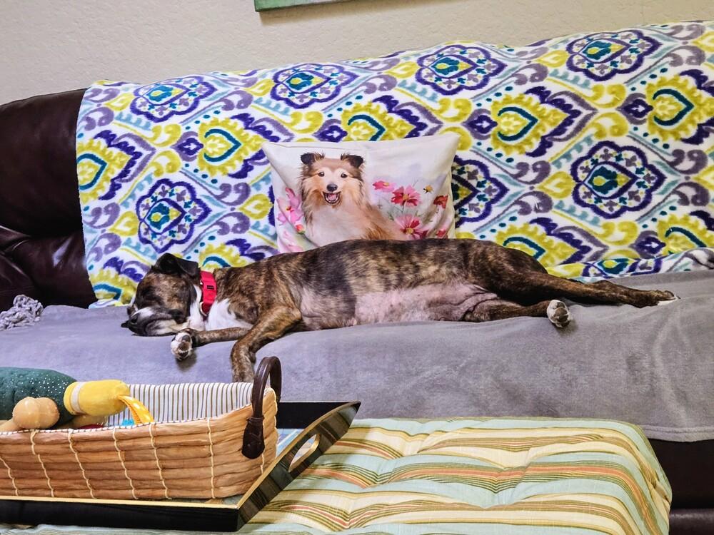 Enlarge Sunkist, a Adoptable mixed breed in Seminole, FL image 3/5