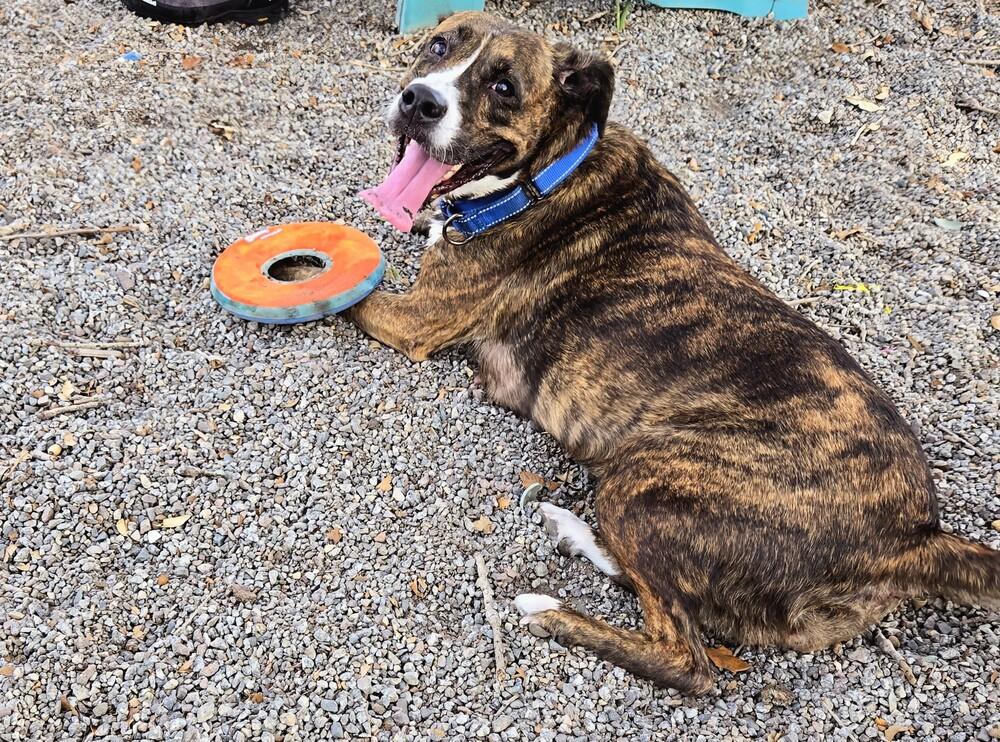 Enlarge Sunkist, a Adoptable mixed breed in Seminole, FL image 4/5