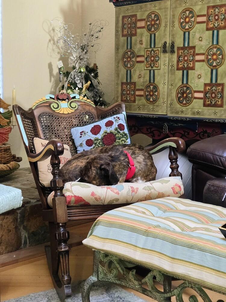 Enlarge Sunkist, a Adoptable mixed breed in Seminole, FL image 5/5