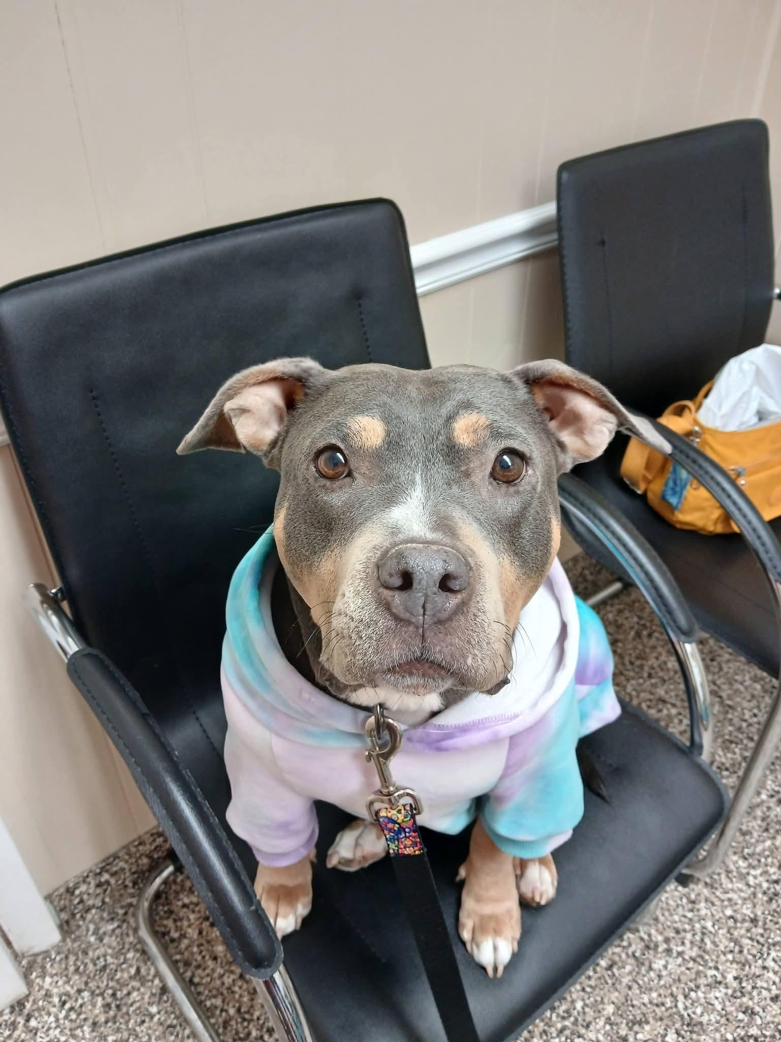 Ms. Queen, ADOPTABLE, Adult Female Pit Bull Terrier.