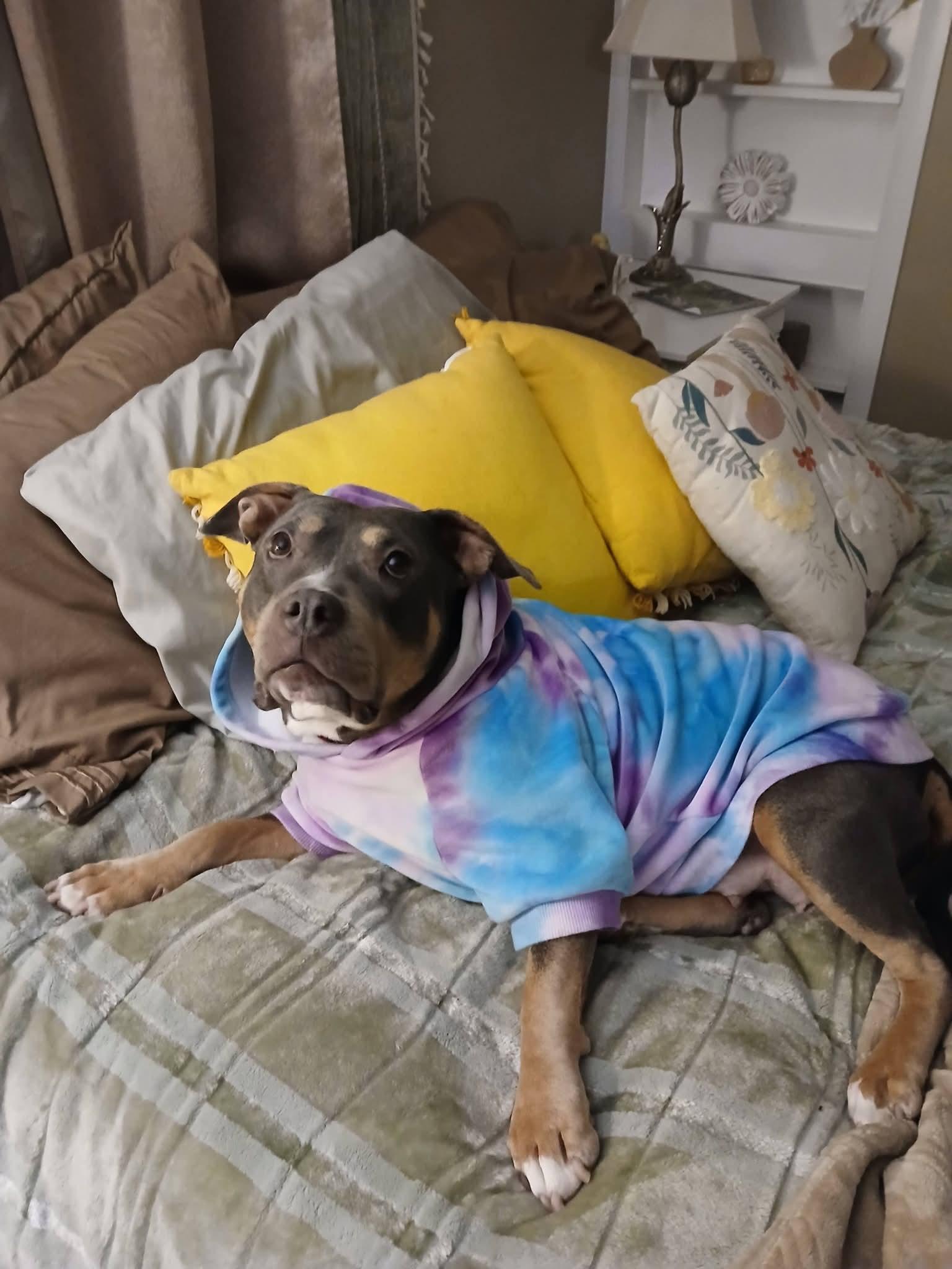 Enlarge Ms. Queen, a ADOPTABLE mixed breed in White Lake, MI image 3/3