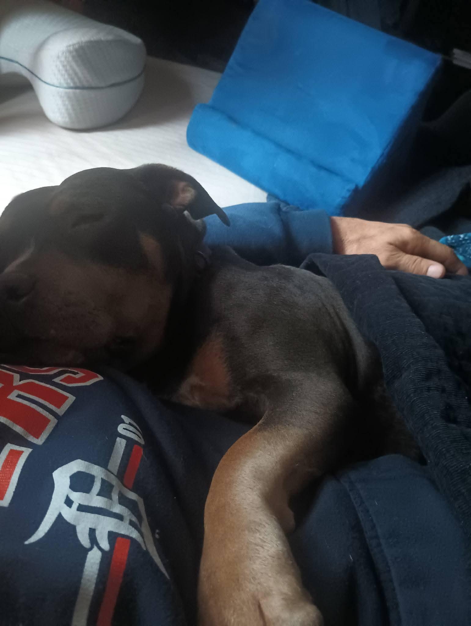 Enlarge Ms. Queen, a ADOPTABLE mixed breed in White Lake, MI image 2/3