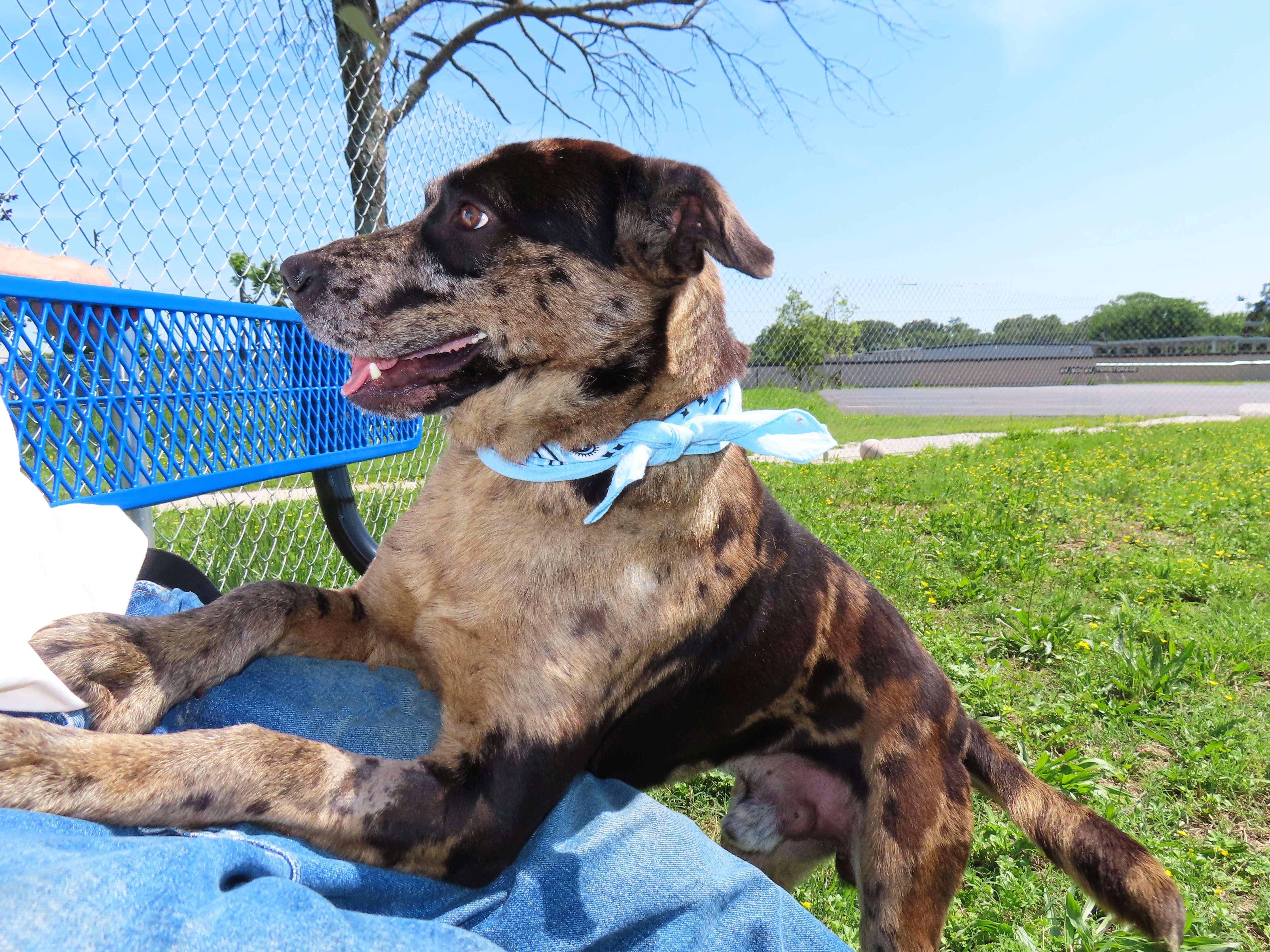 Camo, an adoptable Catahoula Leopard Dog, Australian Shepherd in St. Cloud, MN, 56301 | Photo Image 2