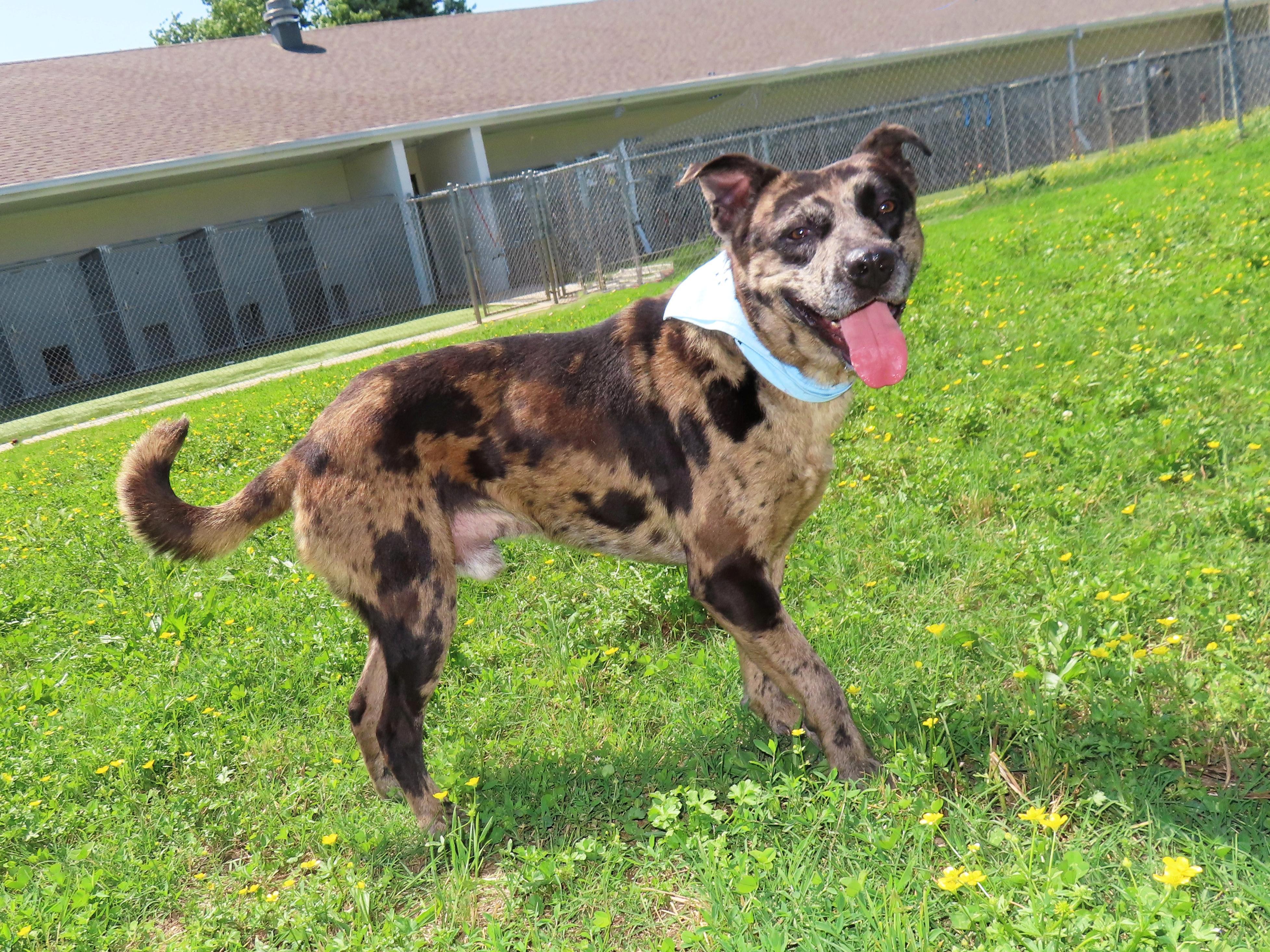 Camo, an adoptable Catahoula Leopard Dog, Australian Shepherd in St. Cloud, MN, 56301 | Photo Image 1