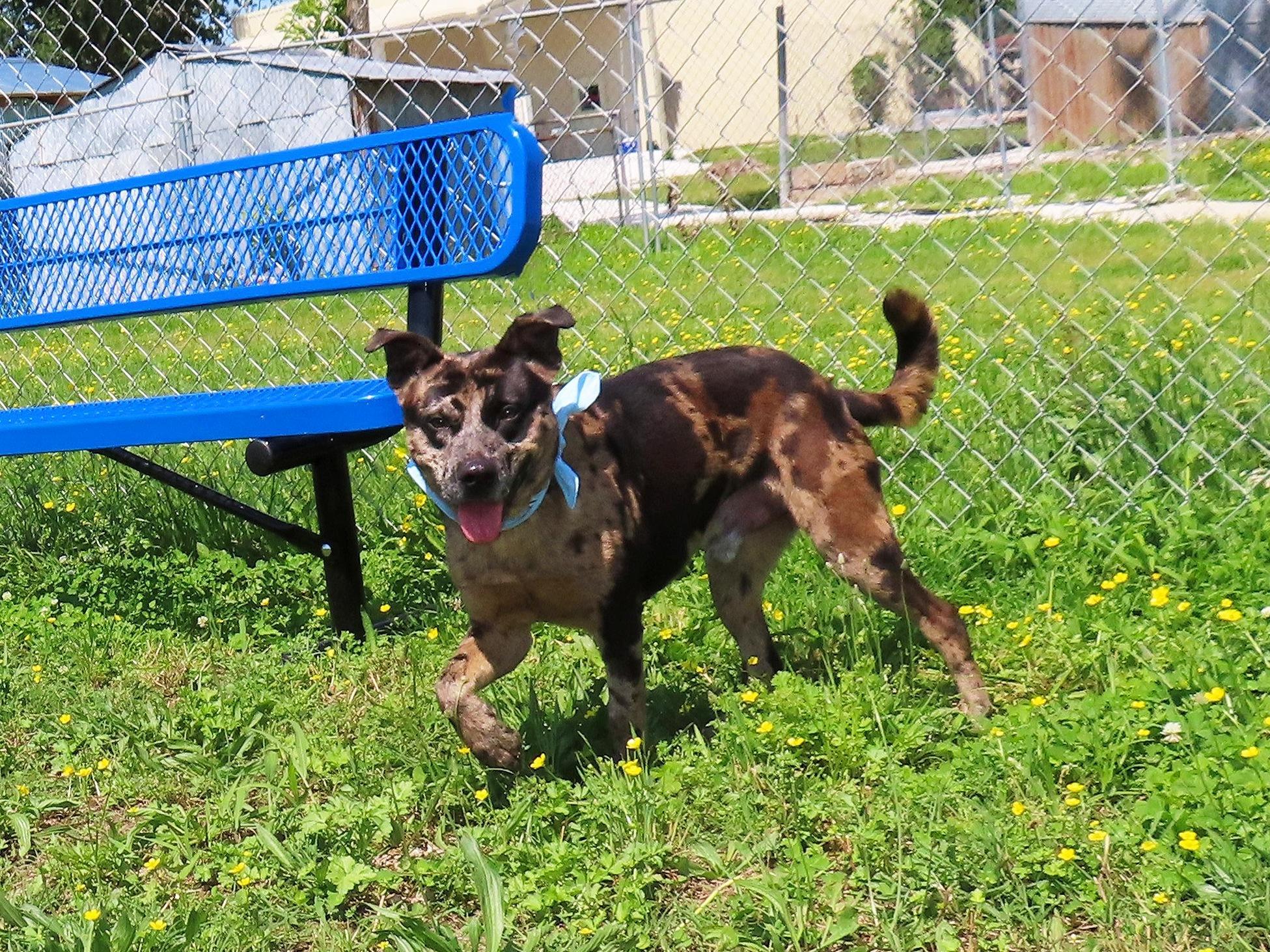 Camo, an adoptable Catahoula Leopard Dog, Australian Shepherd in St. Cloud, MN, 56301 | Photo Image 3