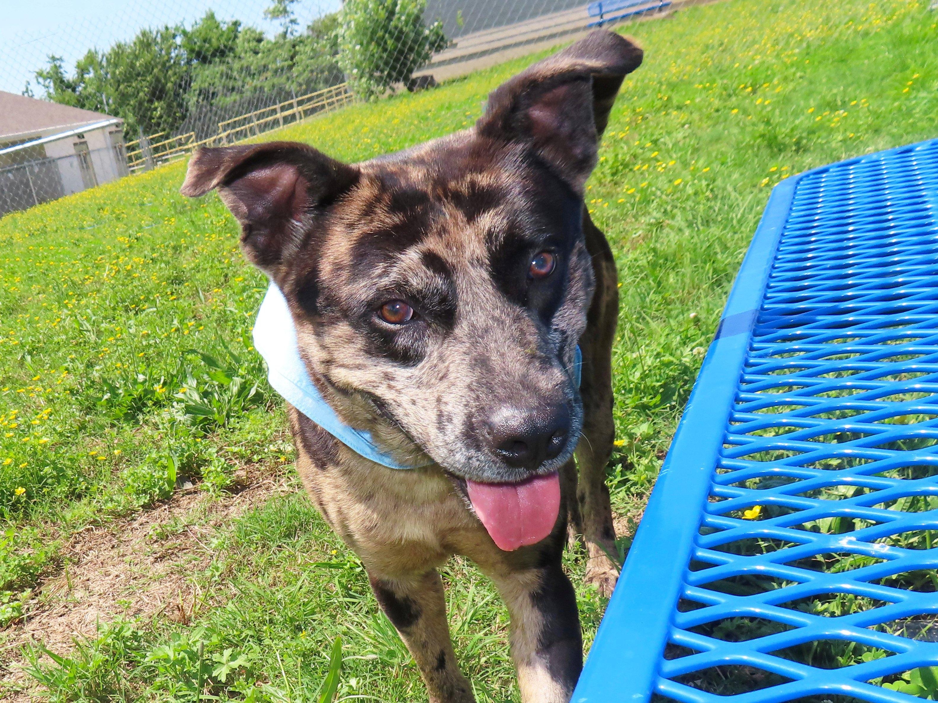 Camo, an adoptable Catahoula Leopard Dog, Australian Shepherd in St. Cloud, MN, 56301 | Photo Image 4