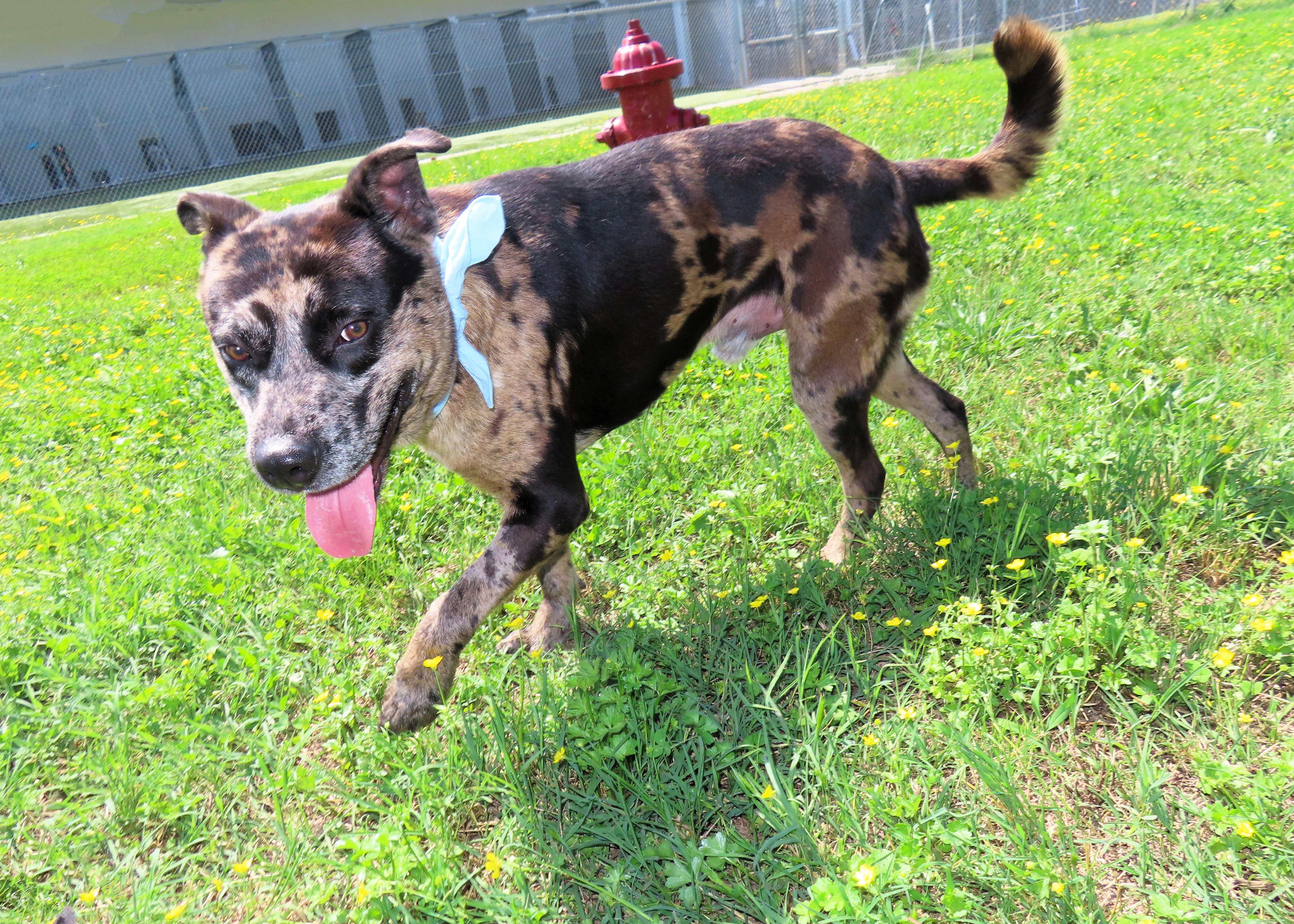 Camo, an adoptable Catahoula Leopard Dog, Australian Shepherd in St. Cloud, MN, 56301 | Photo Image 5